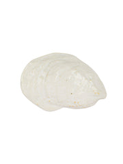 Pearl Damariscotta Oyster Dish Tableware from Kitchen Supply
