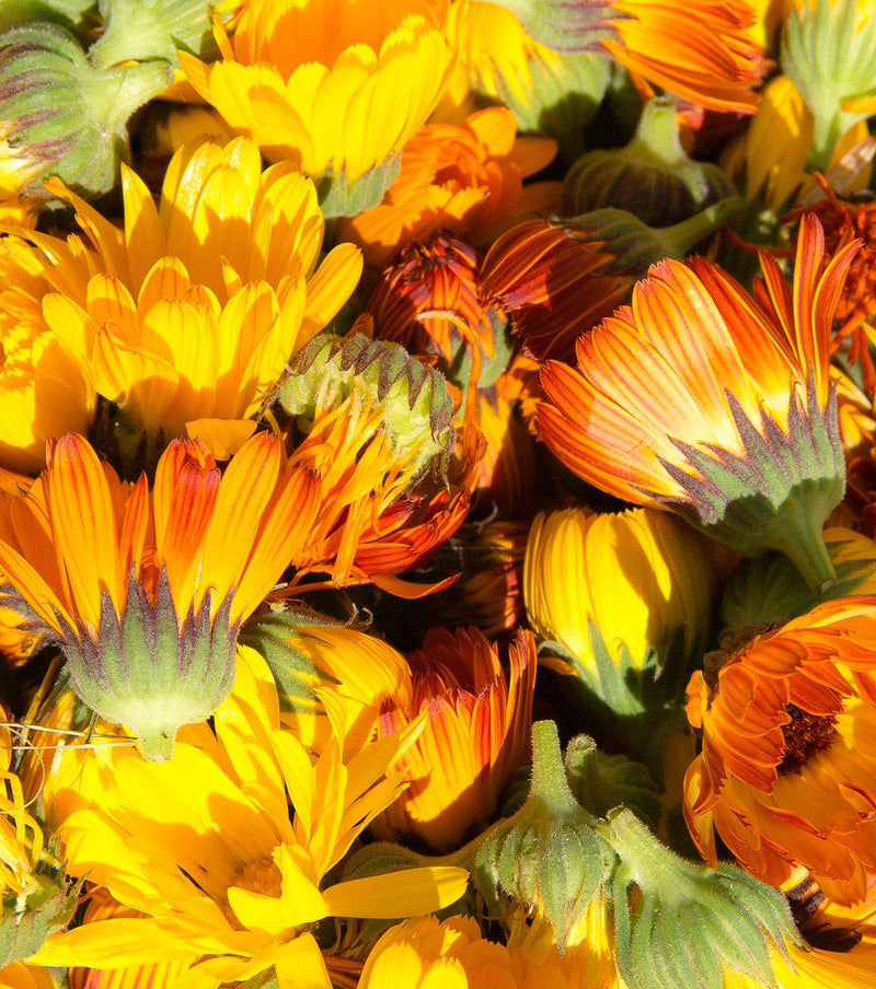 Calendula Dandelion Essential Bar Soap | SallyeAnder Kitchen & Bath from Kitchen Supply