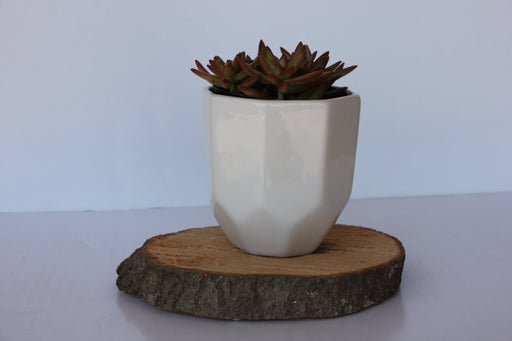 Small Planter Ceramic from Kitchen Supply