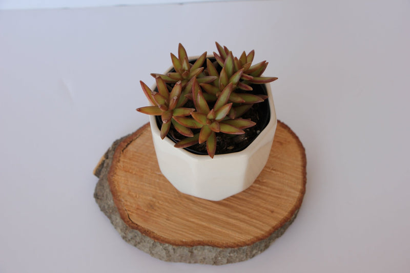 Small Planter Ceramic from Kitchen Supply